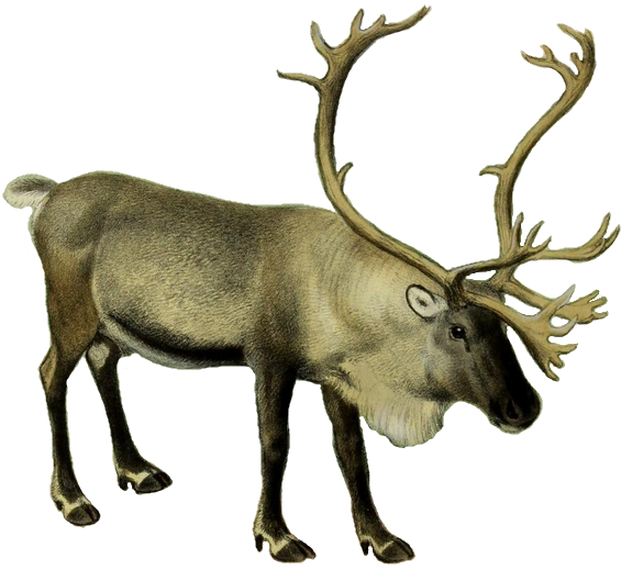 Reindeer, Cookie Clicker Wiki