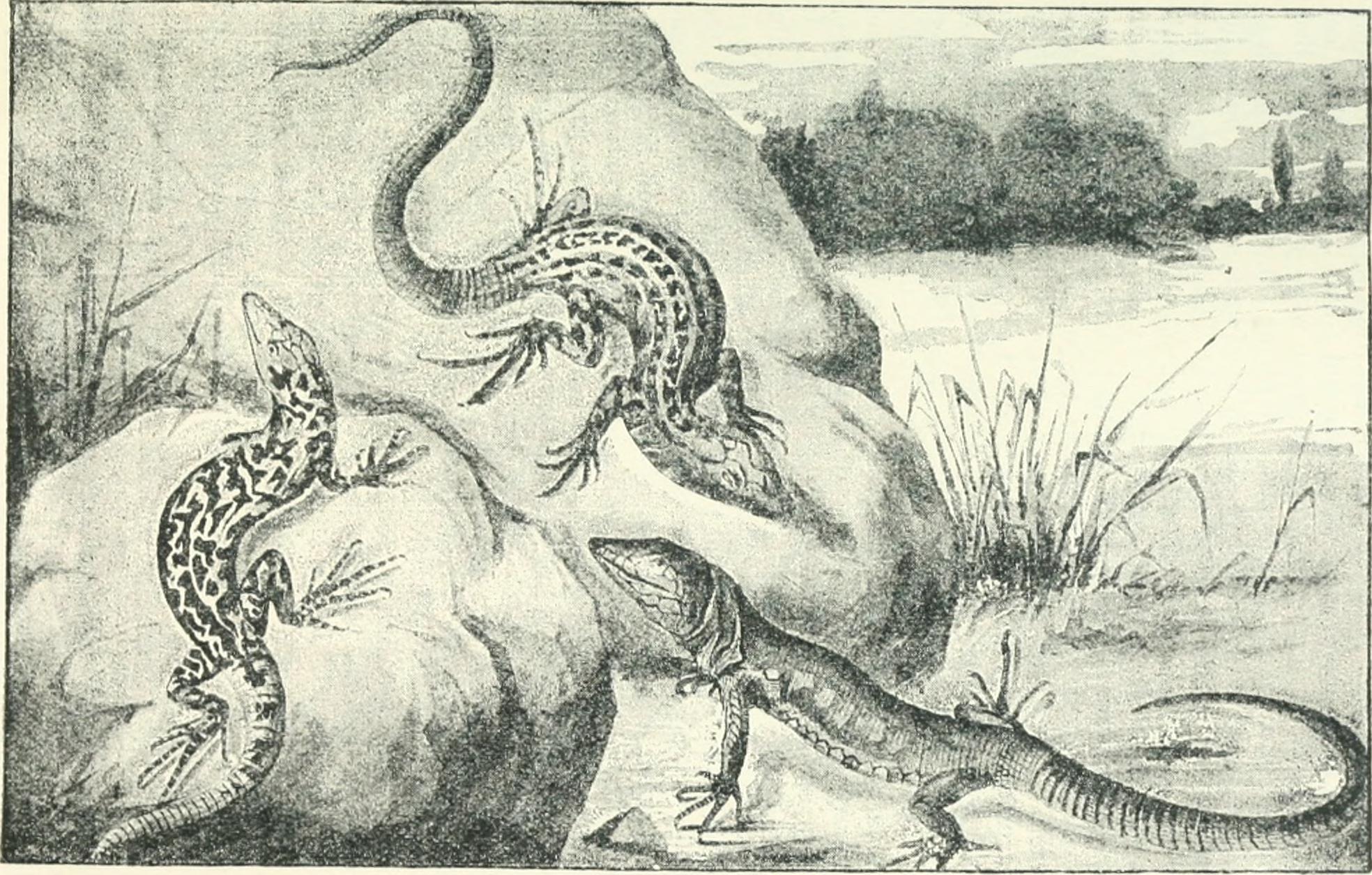 File:The study of animal life (1906) (14770062684).jpg - Wikimedia