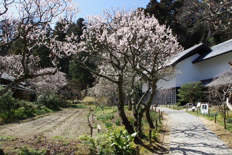 File:Toukeiji2011-0319-0111.jpg