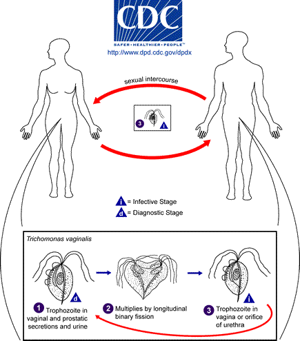 File:Trichomonas LifeCycle.gif