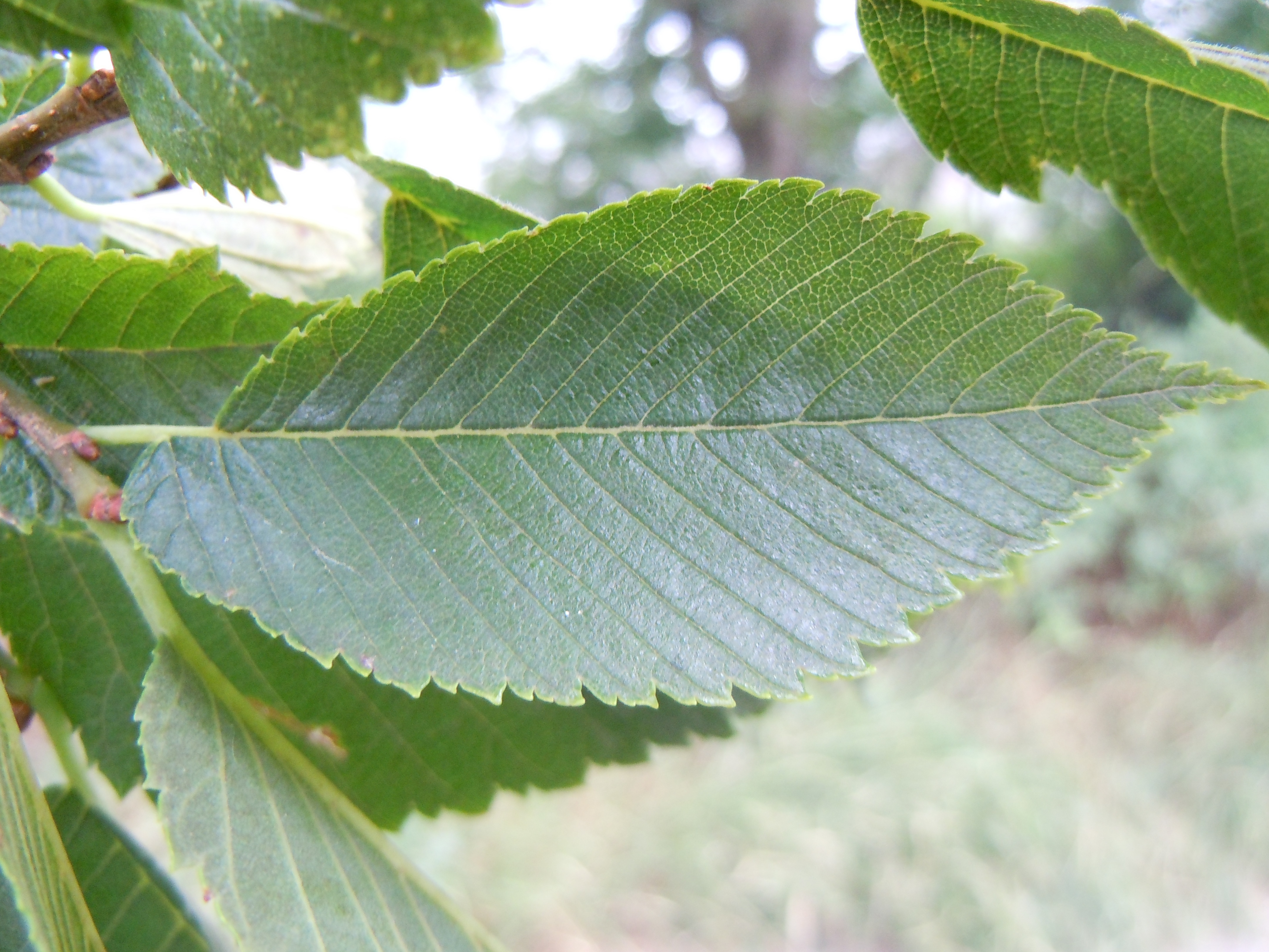 Где лист. Вяз американский (Ulmus Americana. Вяз гладкий (Ulmus laevis). Вяз малый (Ulmus Minor). Вяз обыкновенный Ulmus laevis.