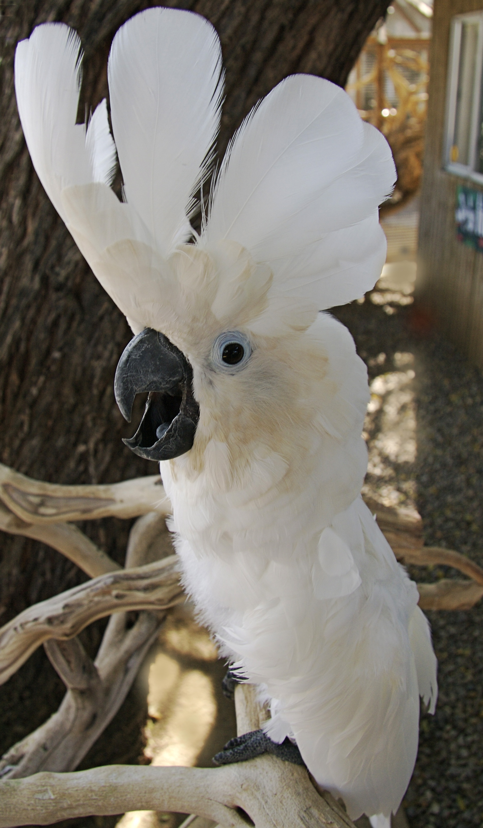 File Umbrella Cockatoo Cacatua Alba Free Flight Aviary San Diego Jpg Wikimedia Commons