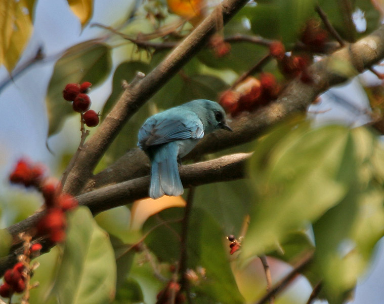 File:Verditer Flycatcher (Eumyias thalassina) on a Kamala (Mallotus philipensis) tree W Picture 145.jpg