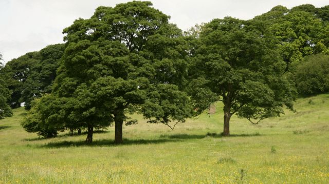 File:View of Hardwick Parkland - geograph.org.uk - 474123.jpg