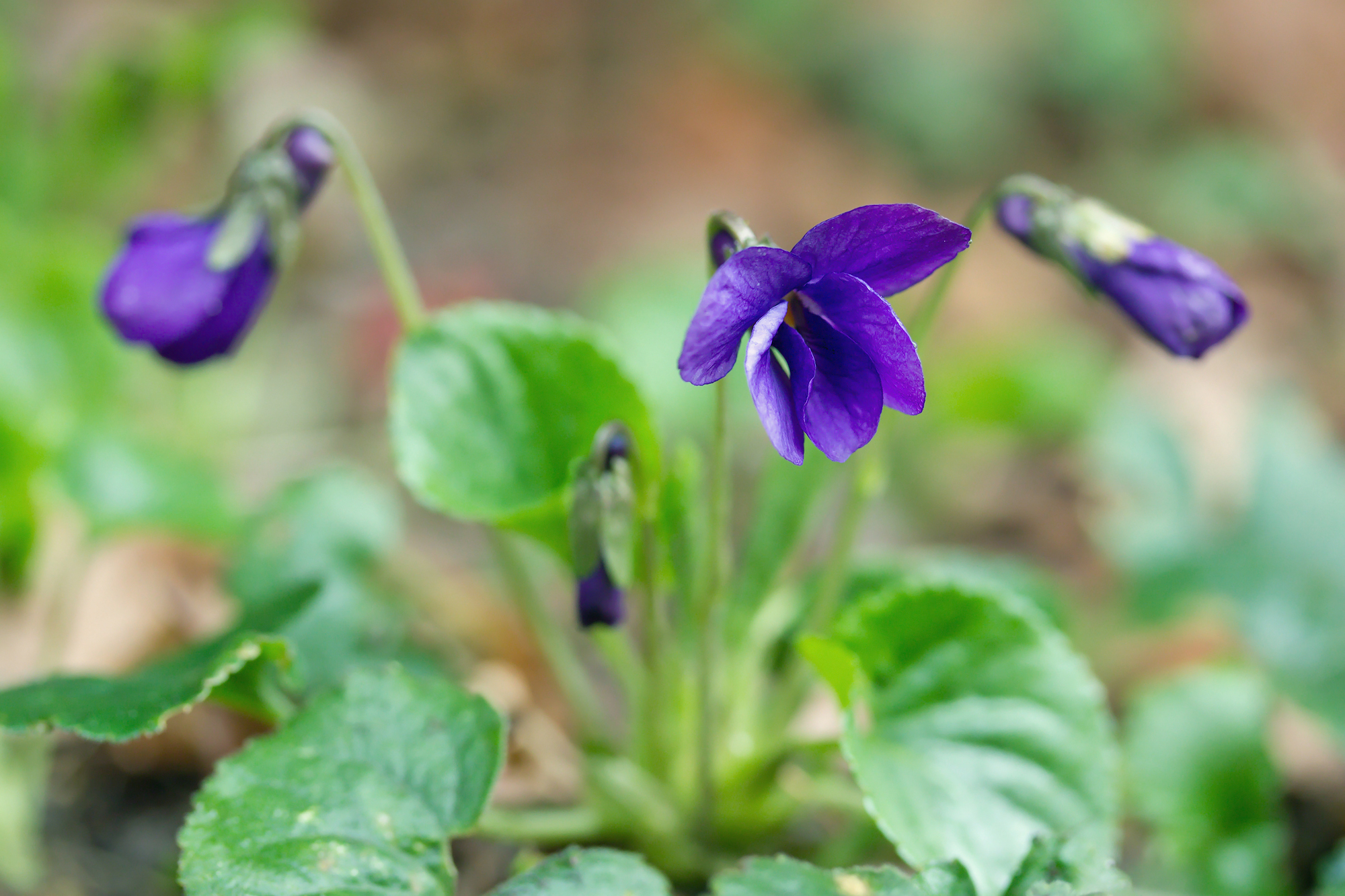 Viola odorata в медицине