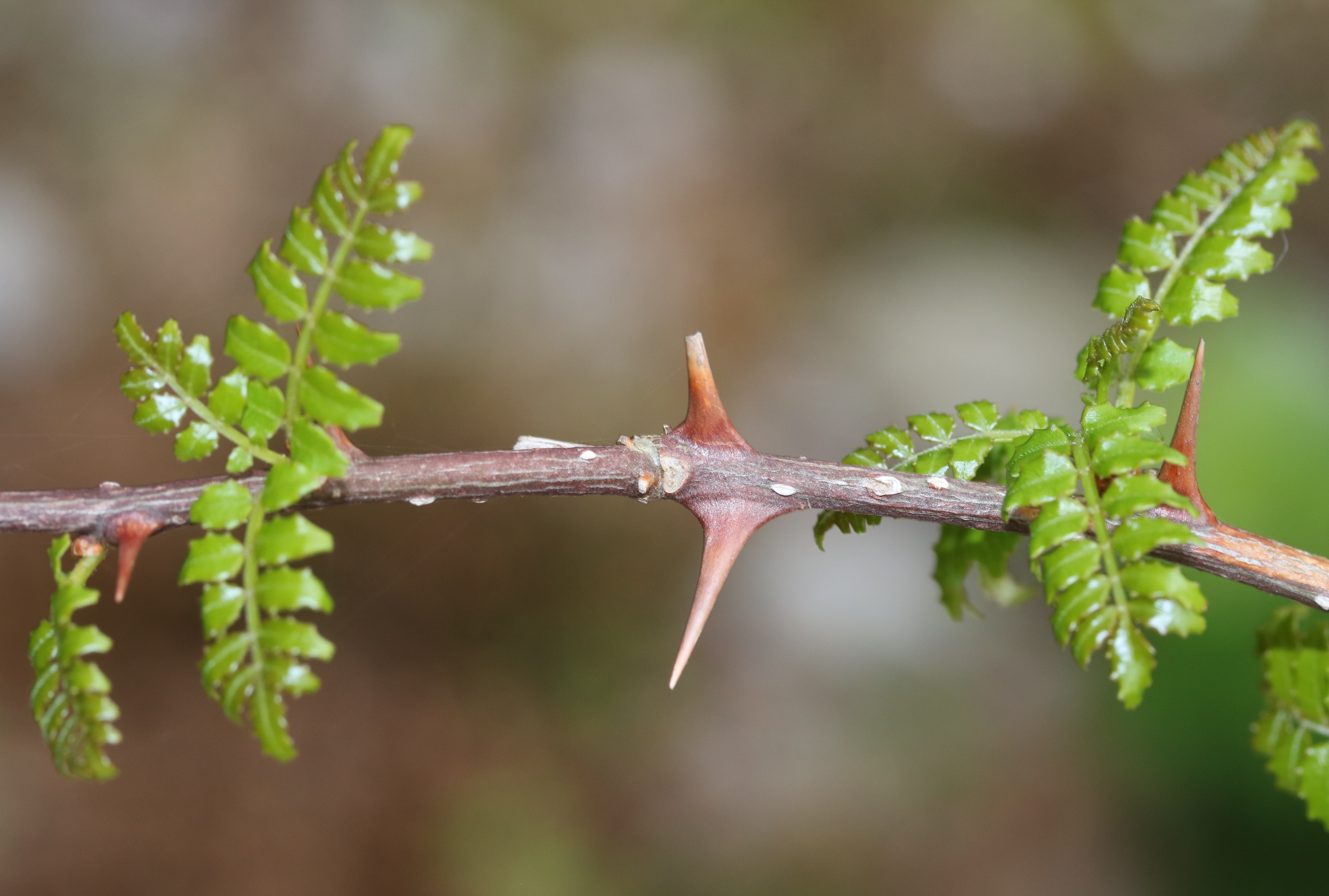 Zanthoxylum piperitum