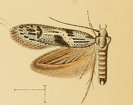 Zenodochium polyphagum