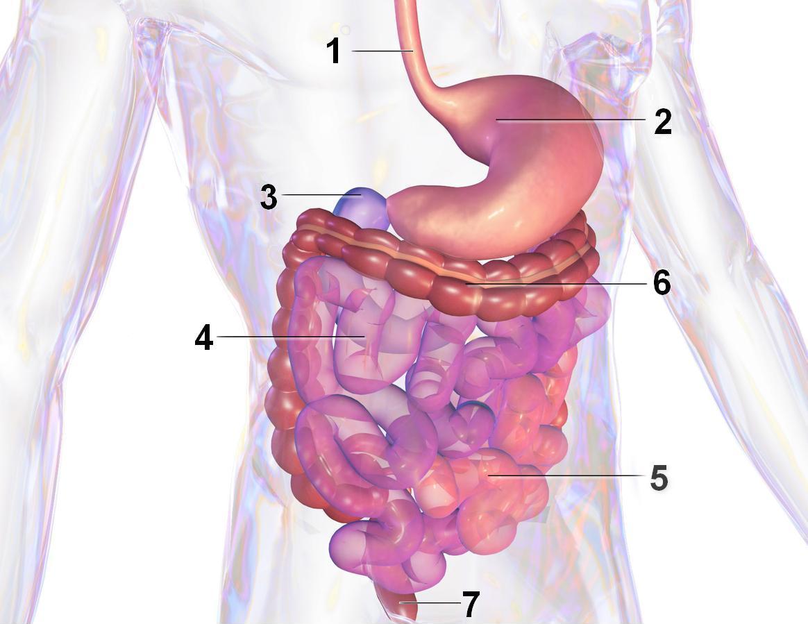 Желудочно-кишечный тракт — Википедия