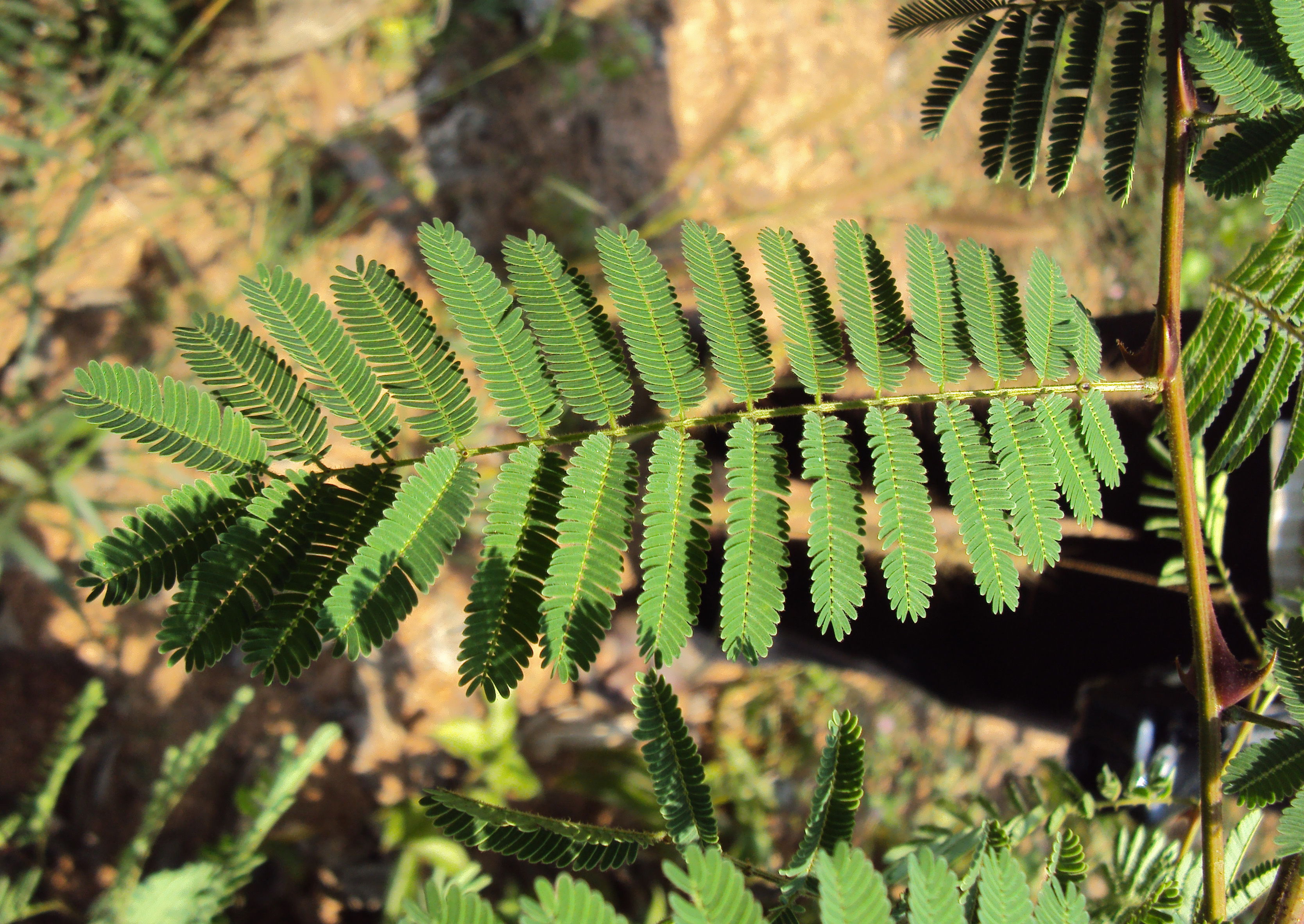 File Acacia Catechu 05 Jpg Wikimedia Commons