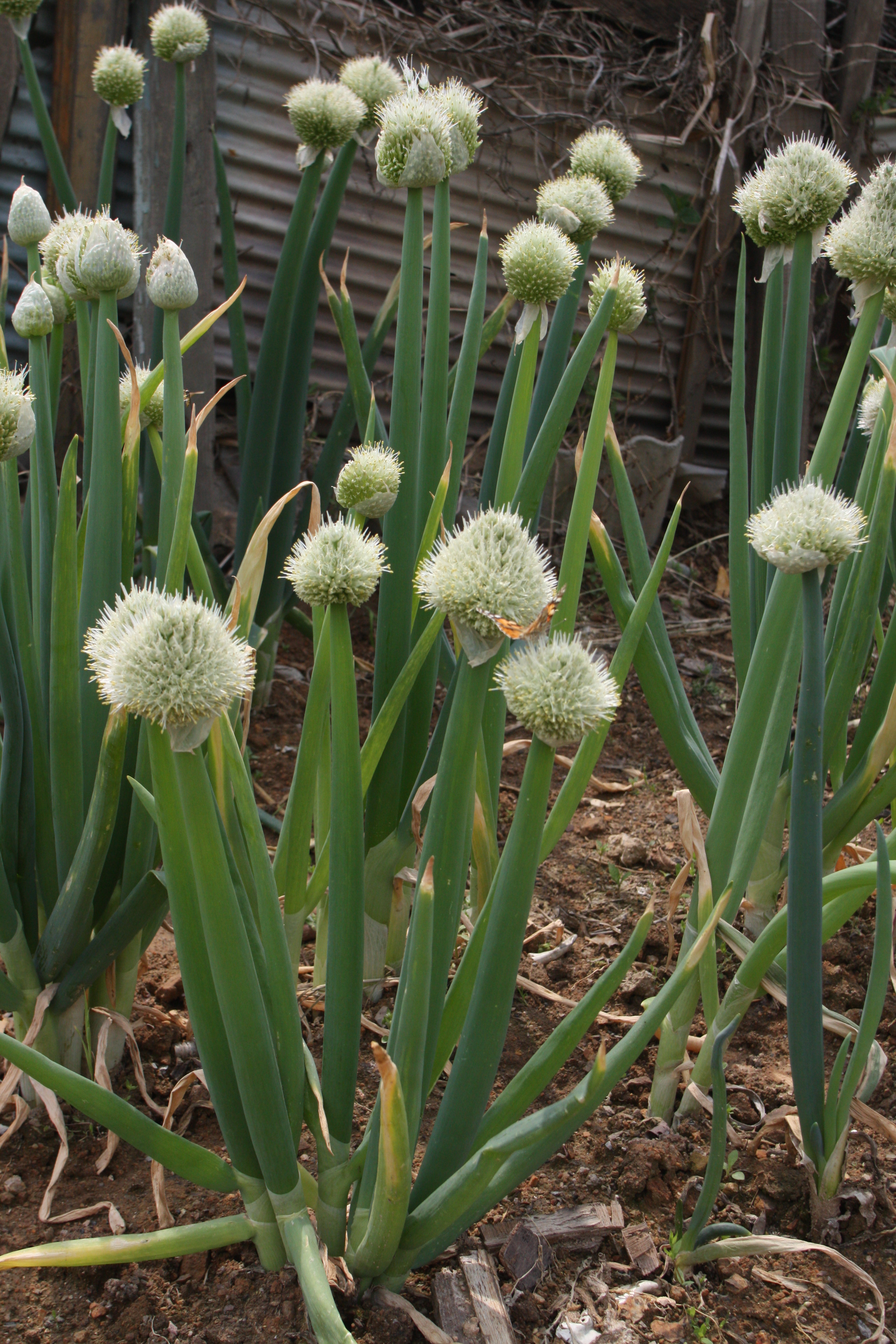 Ciboulette à large feuille - Allium senescens - Bulbe vivace