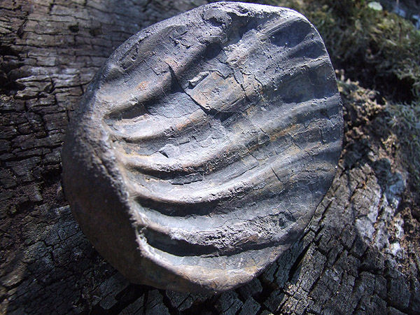 File:Ammonite 01-2.jpg