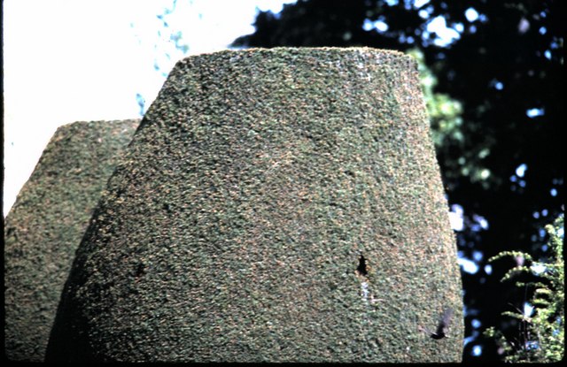 Ancient yews at Crathes Castle - geograph.org.uk - 865517