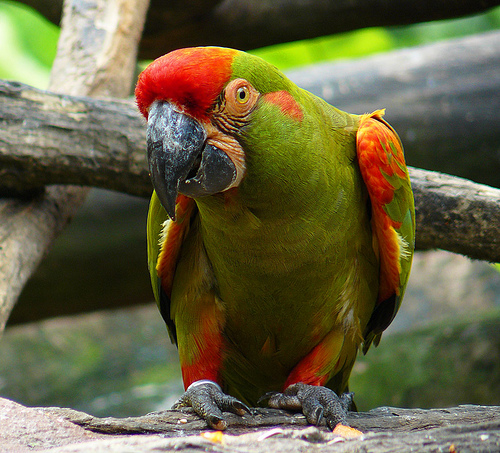 Ara rubrogenys -Jurong BirdPark-8.jpg