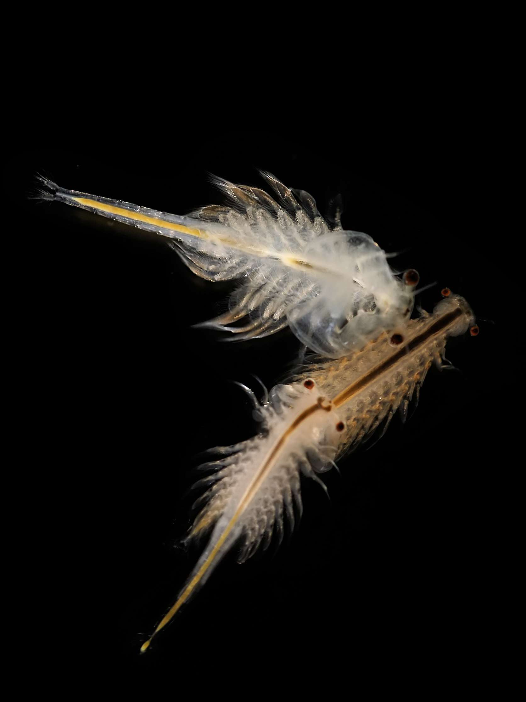 Artemia salina - Wikipedia