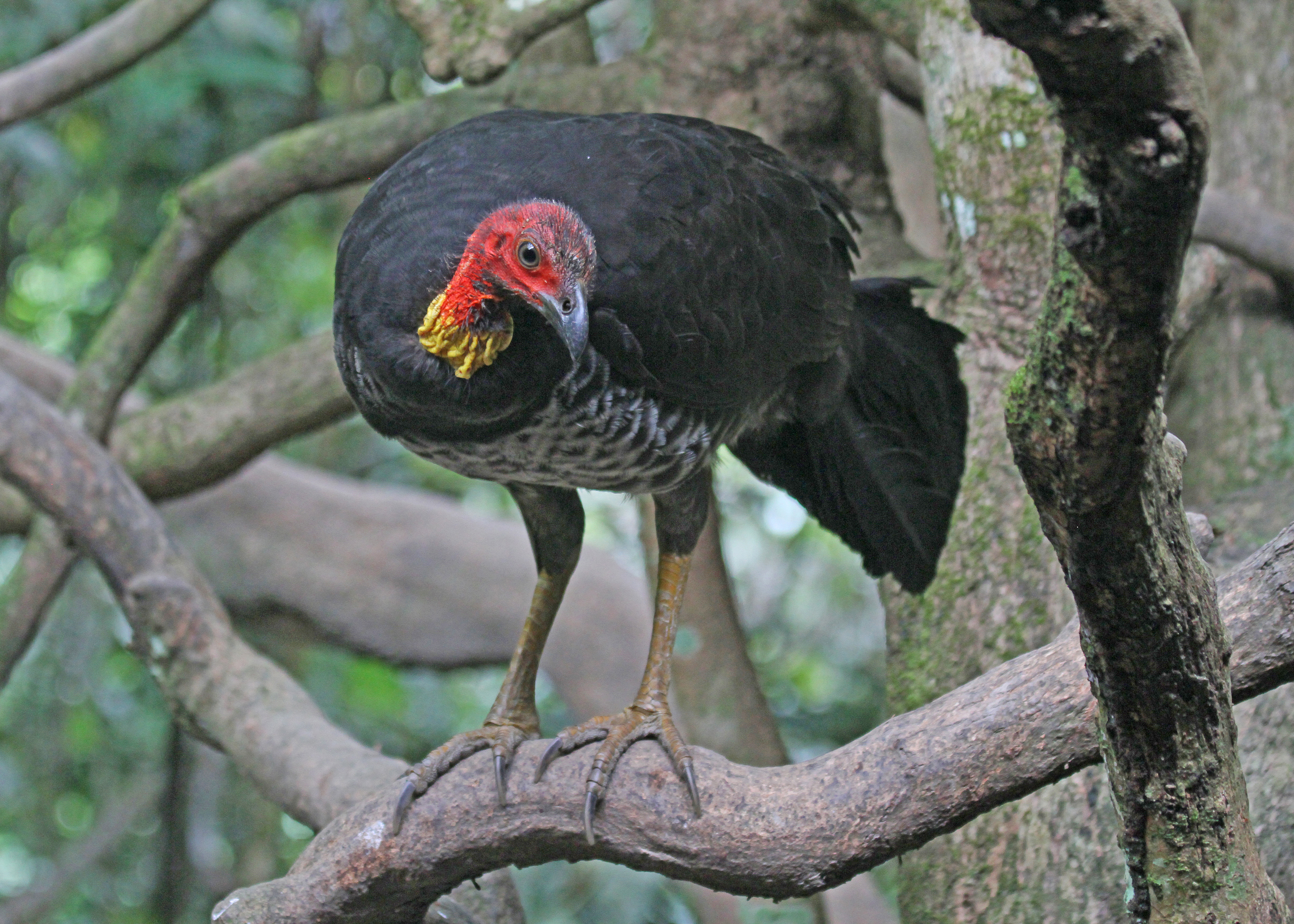 Australian Brush Turkey JCB.jpg