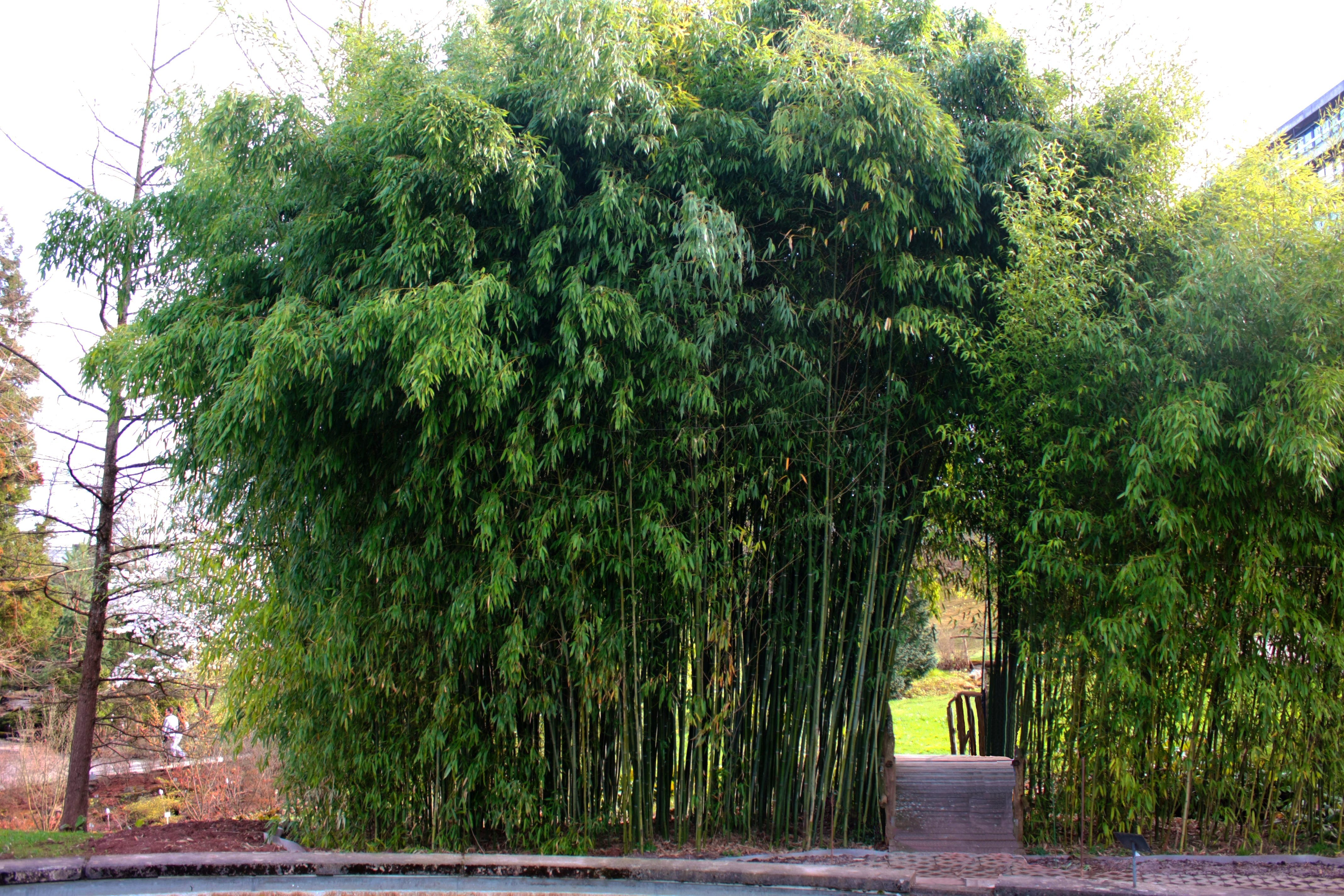 bambus fotos