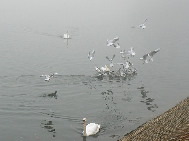 File:Bird life on a misty morning at Coate Water, Swindon - geograph.org.uk - 606702.jpg