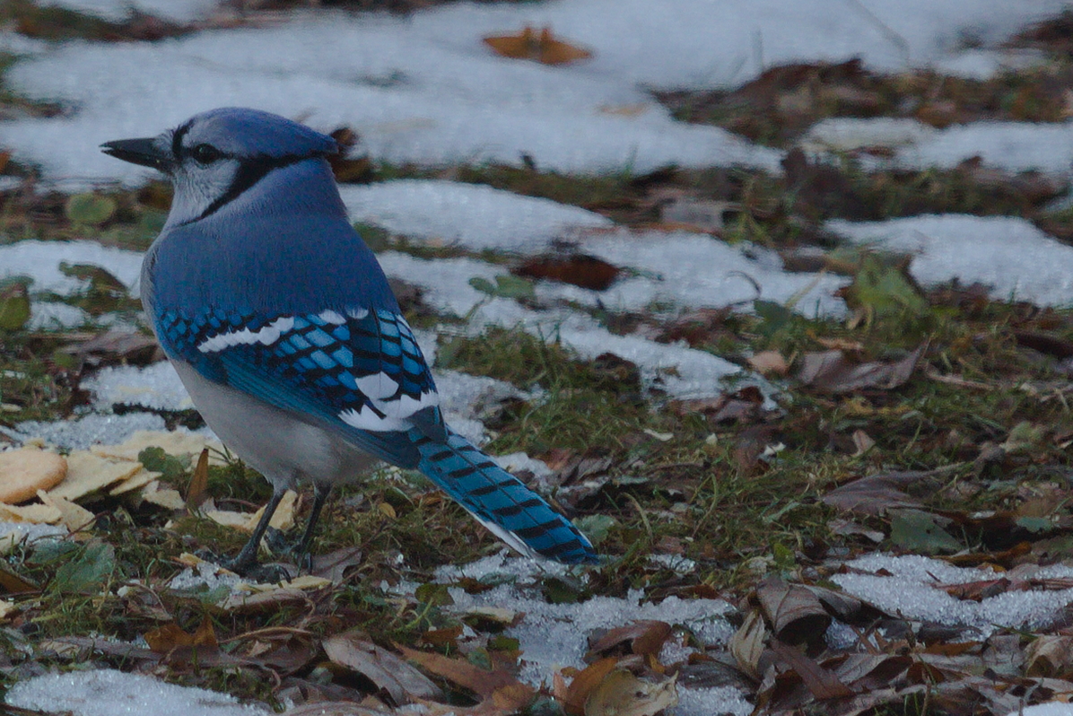 Blue tail. Blue Tails.