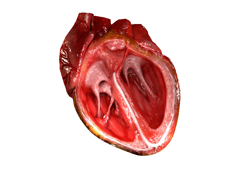 Heart valve - Wikipedia