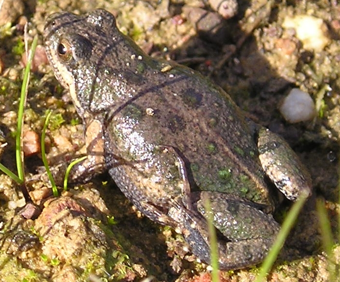 File:Cacosternum platys.jpg