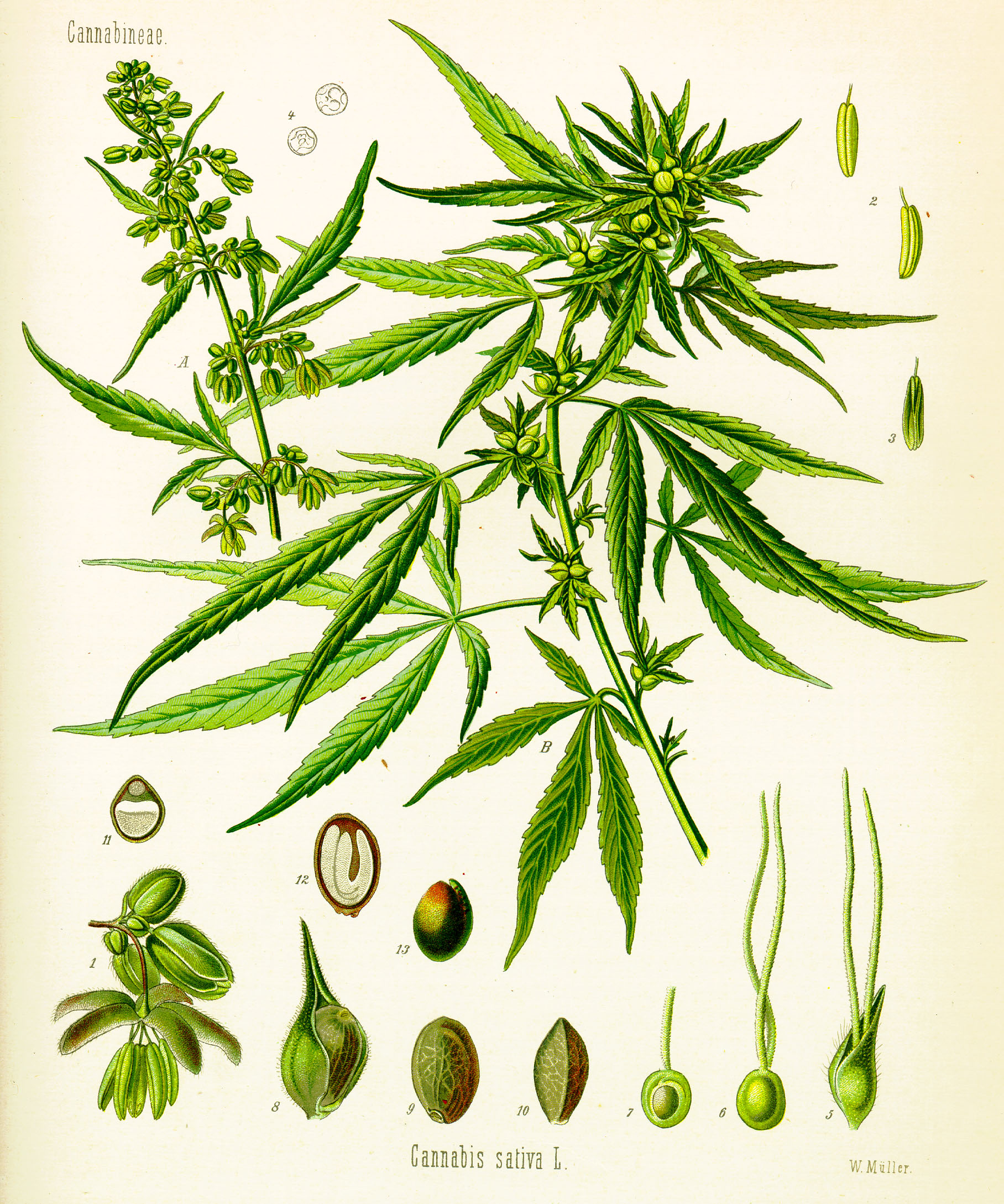 Cannabis sativa (Köhler).jpg