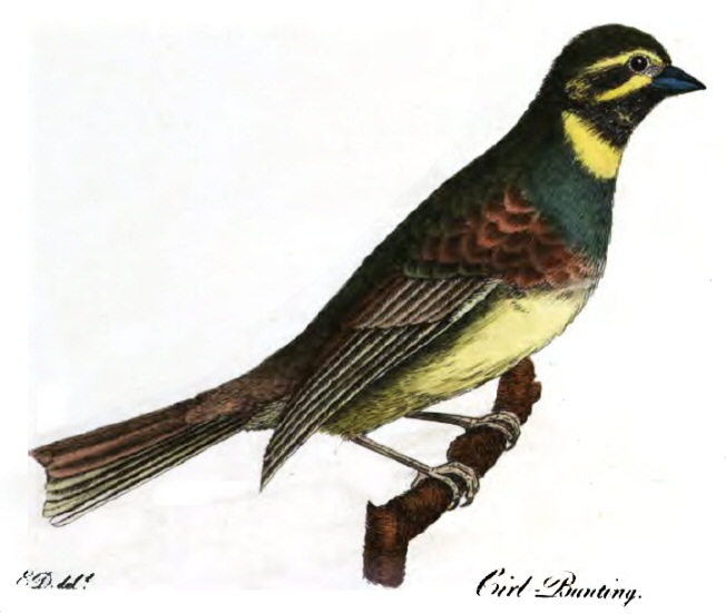 File:Cirl Bunting Montagu 1802.jpg