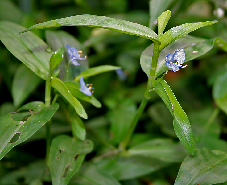 File:Commelina diffusa W IMG 2148.jpg