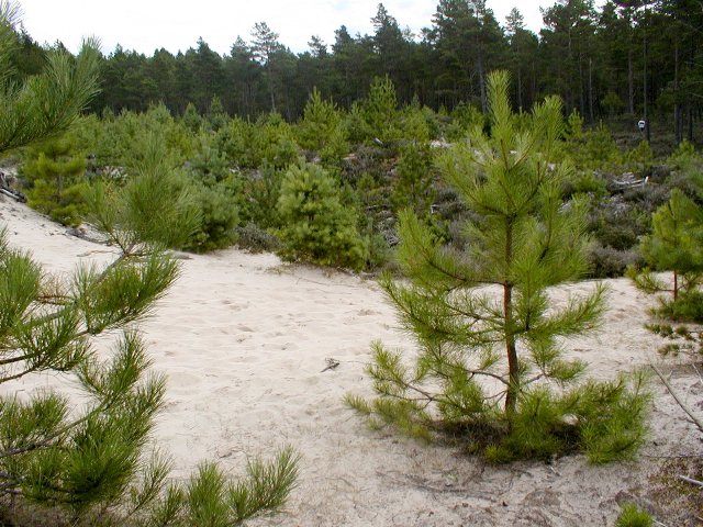 Culbin Forest - geograph.org.uk - 548884