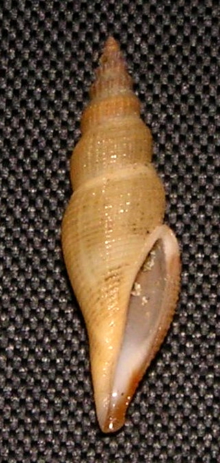 <i>Cytharopsis cancellata</i> Species of gastropod