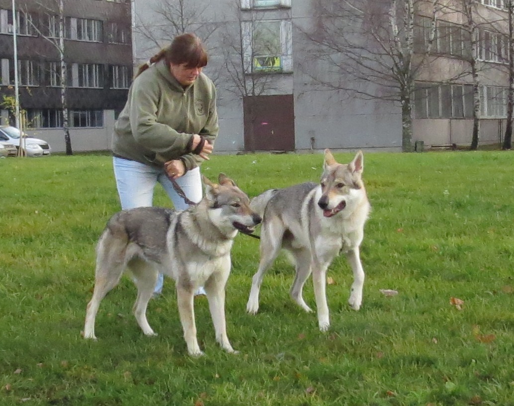 Czechoslovakian Wolfdog