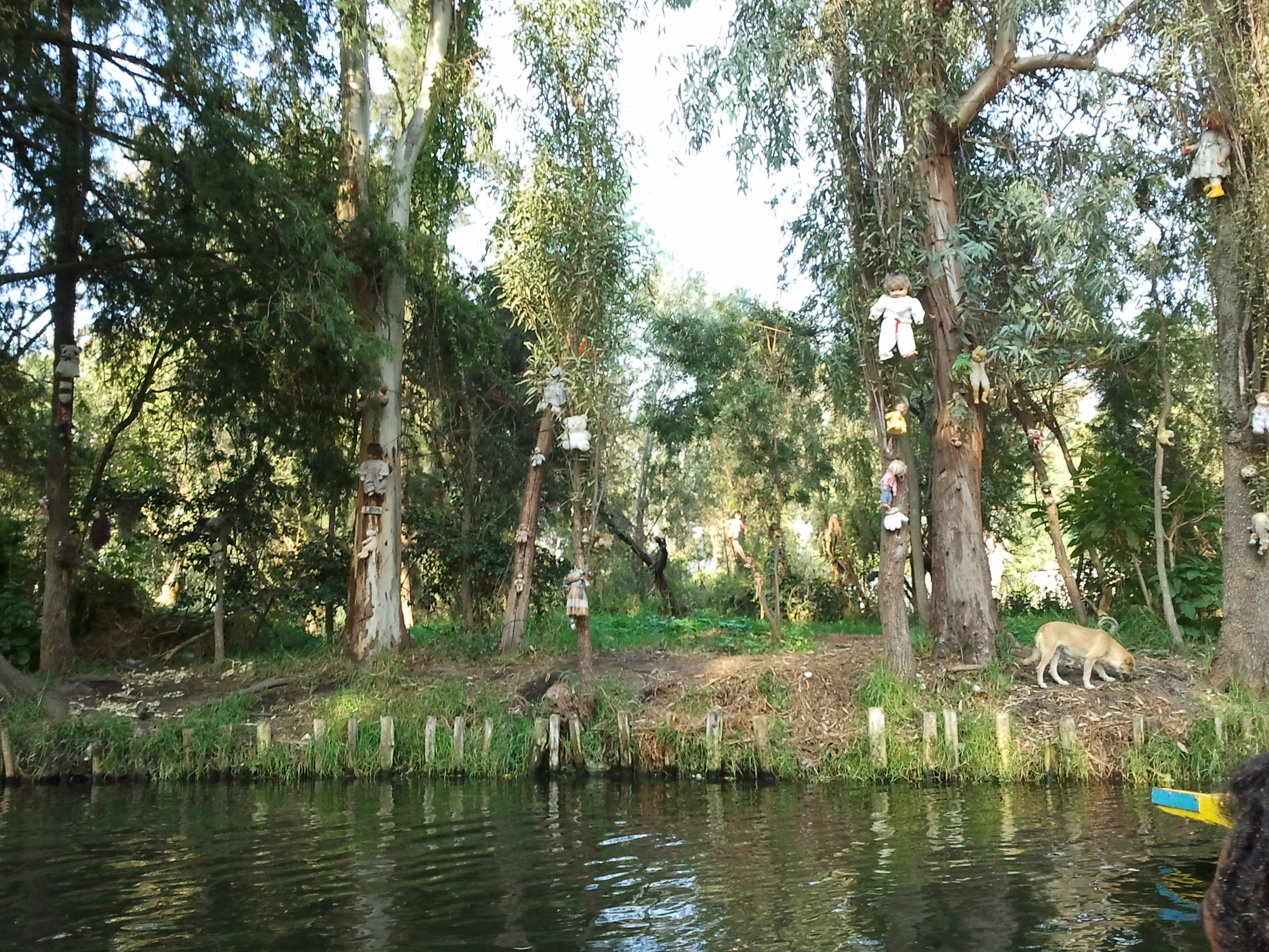 Dolls hung in Santana Barrera's chinampa in Xochimilco.jpg