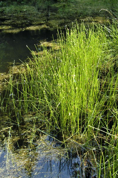 File:Eleocharis.palustris.2.jpg