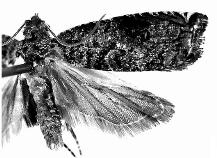 <i>Fibuloides japonica</i> Species of moth