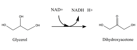 Overall reaction of glycerol to glycerone with NAD+ as catalyzed by glycerol dehydrogenase Glycerol oxidation.png