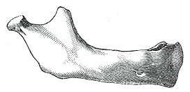 Mandible