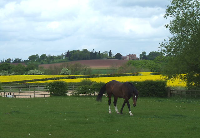 File:Grazing near Chesterton, Shropshire - geograph.org.uk - 1300201.jpg