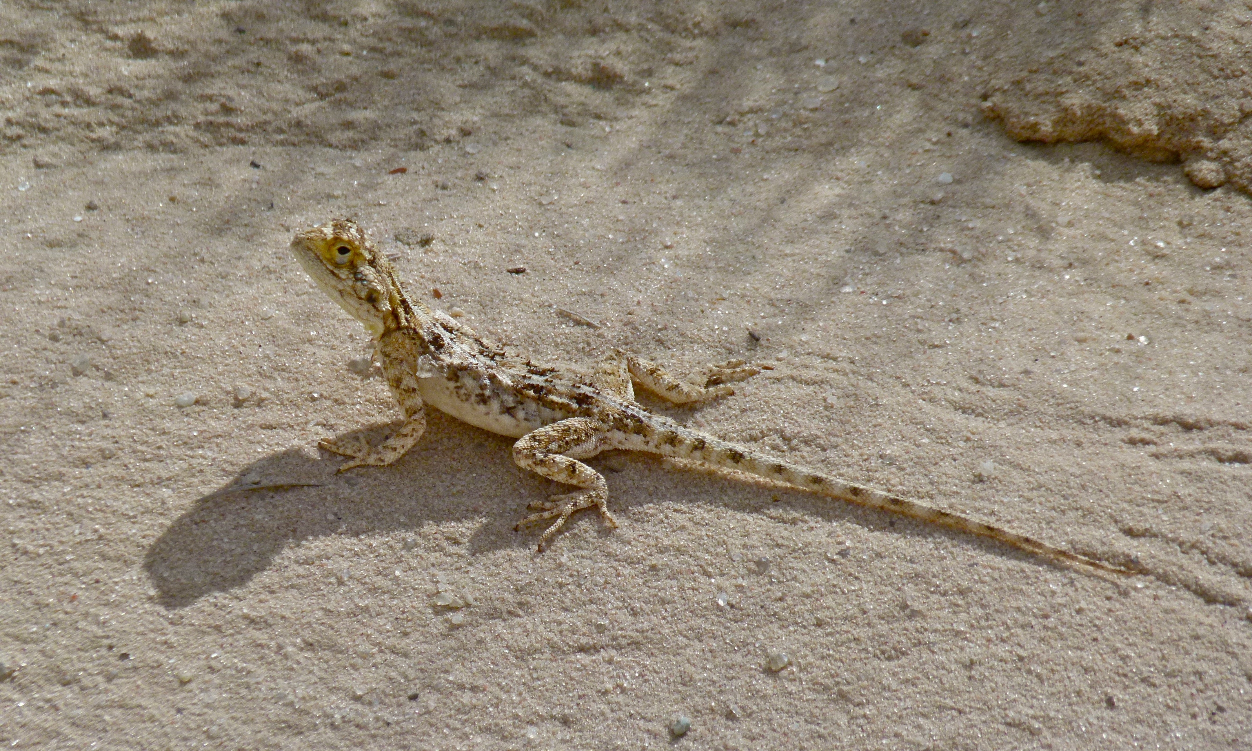 Ground Agama (Agama aculeata) (6451913457).jpg