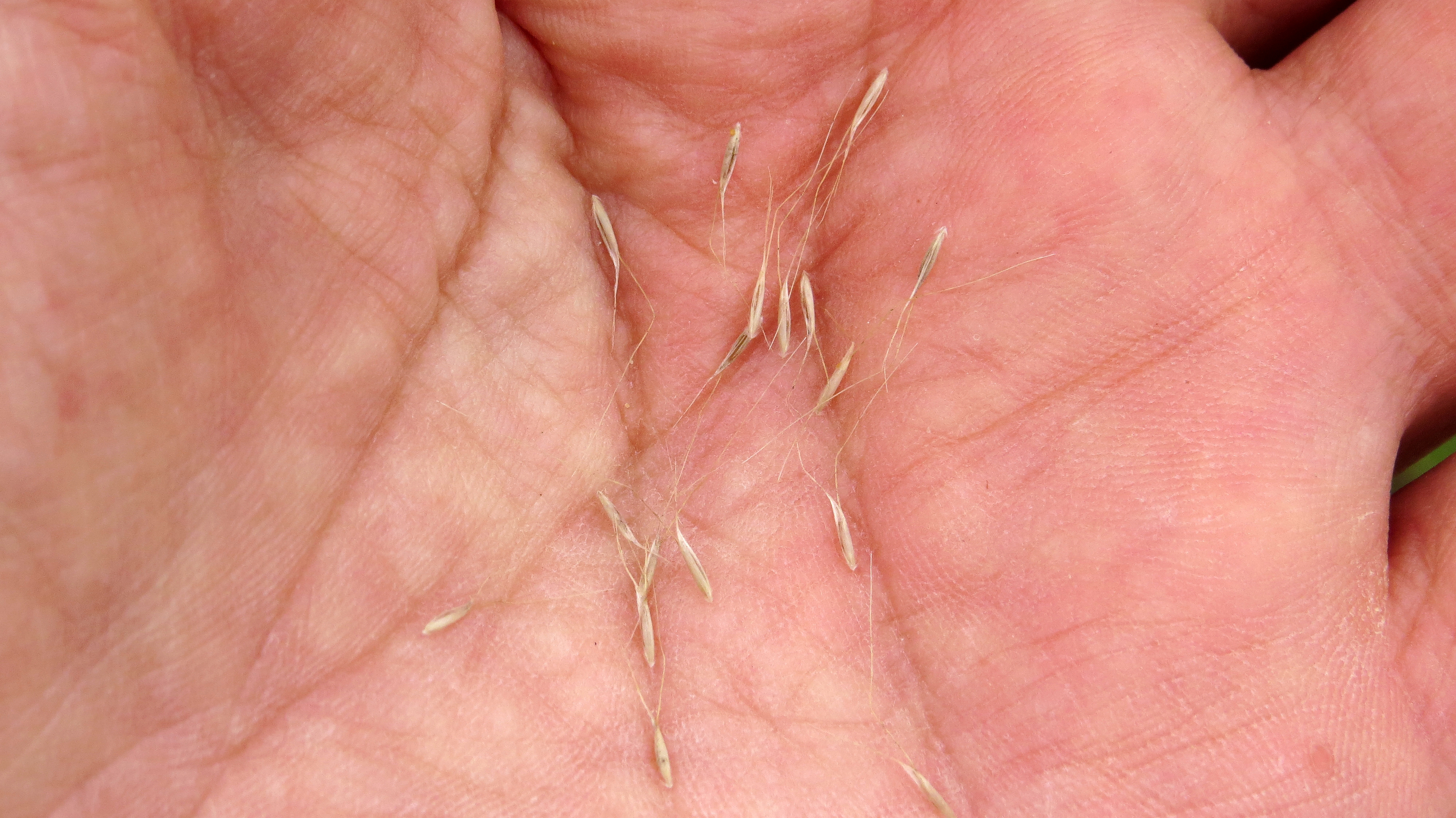 Hare's Tail Grass seeds (13854976613).jpg