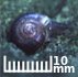 Iowa Pleistocene snail penny.jpg