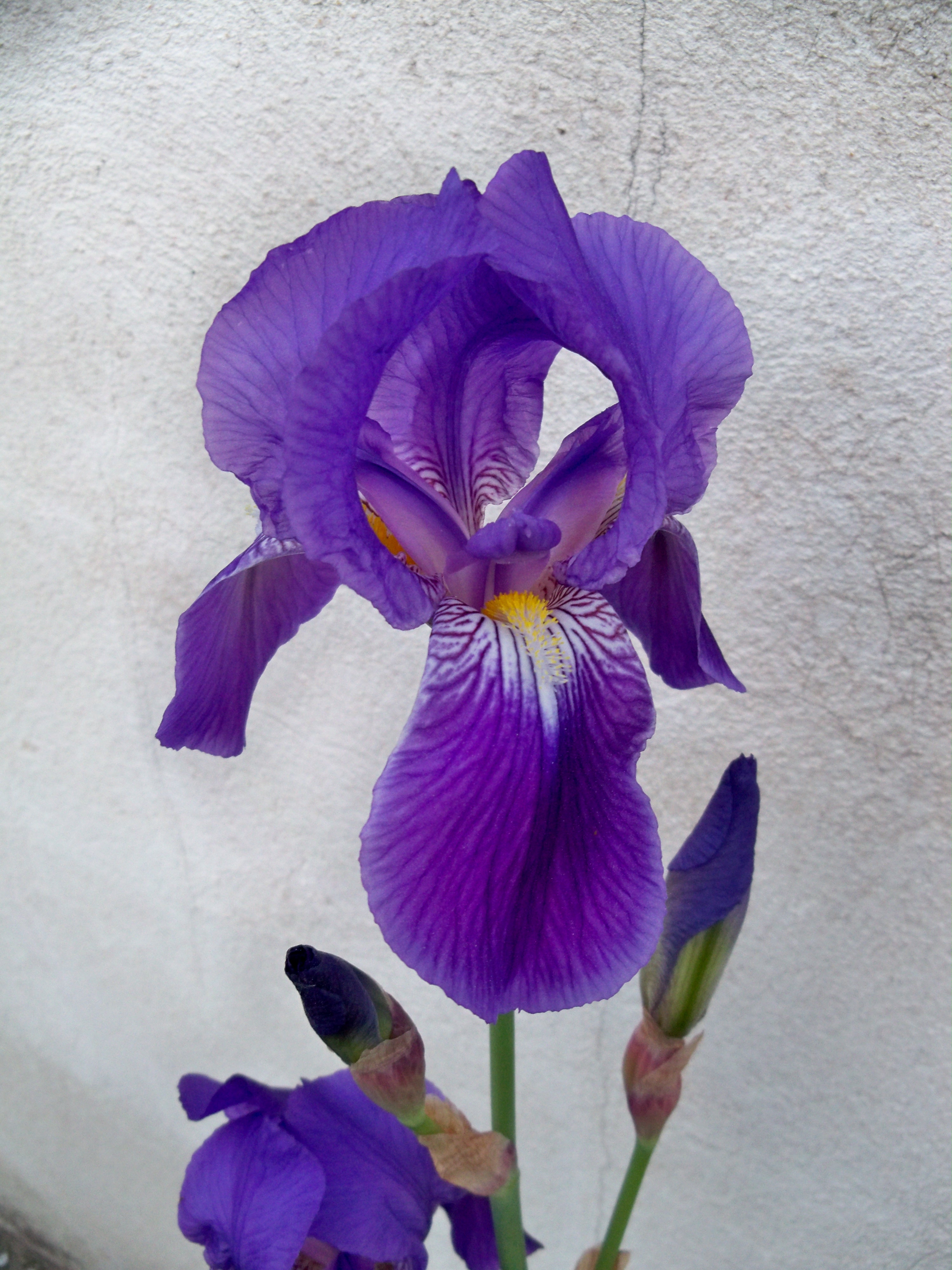File:Iris mauve 2.jpg - Wikimedia Commons