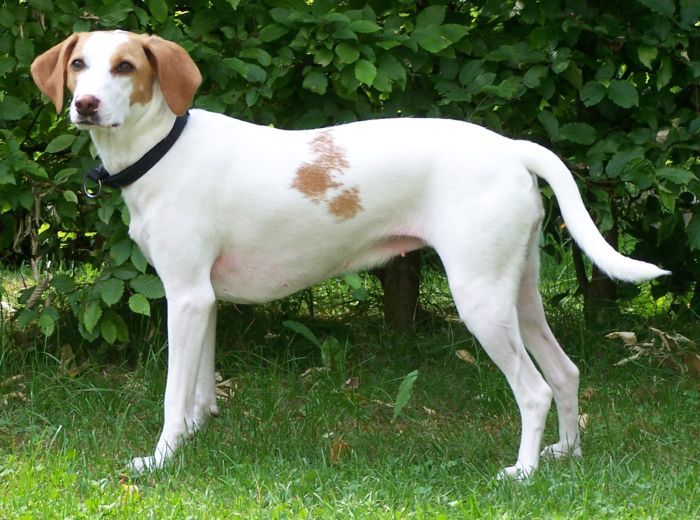 Istrian Shorthaired Hound - Wikipedia