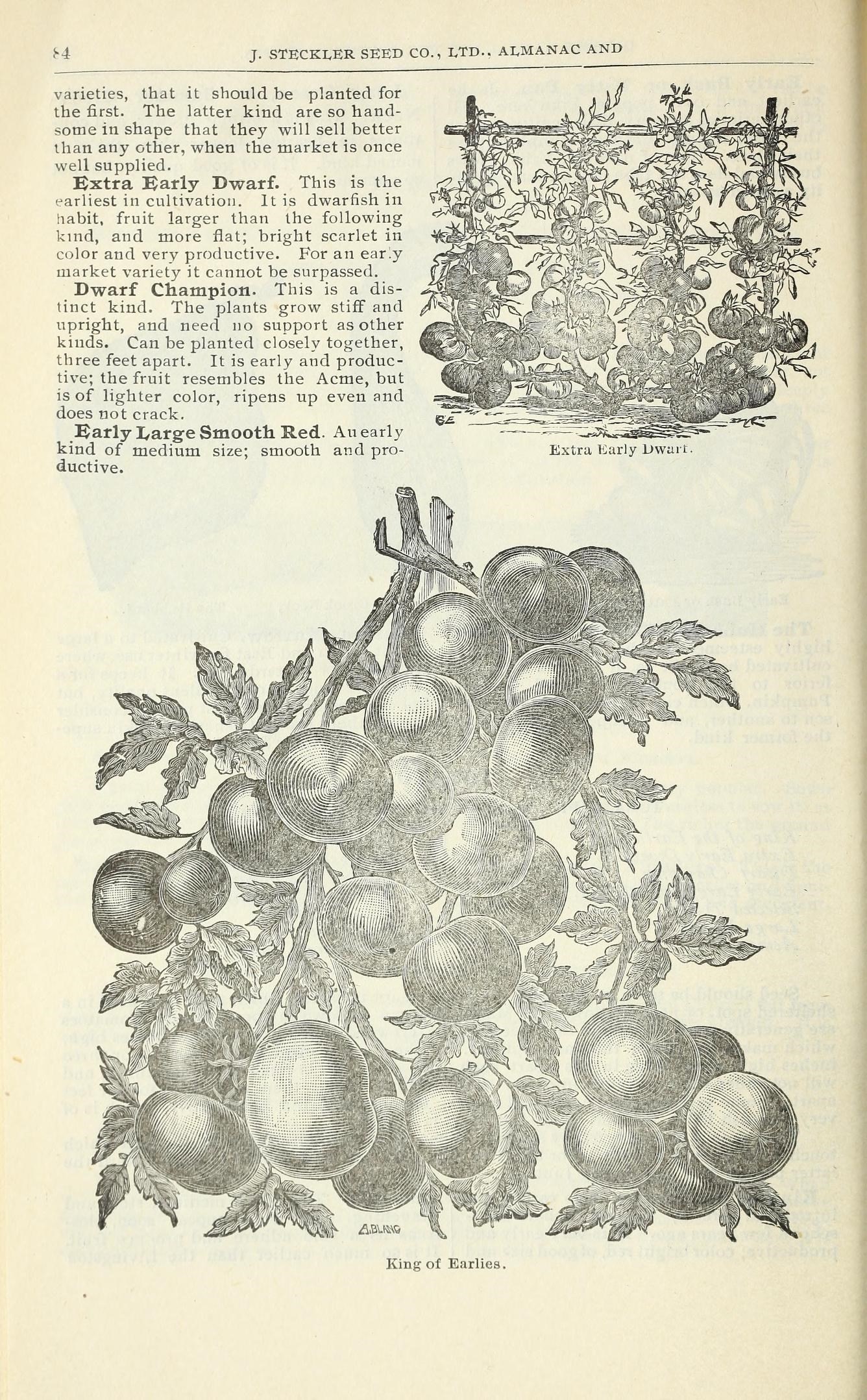 Liste Der Tomatensorten K Wikipedia