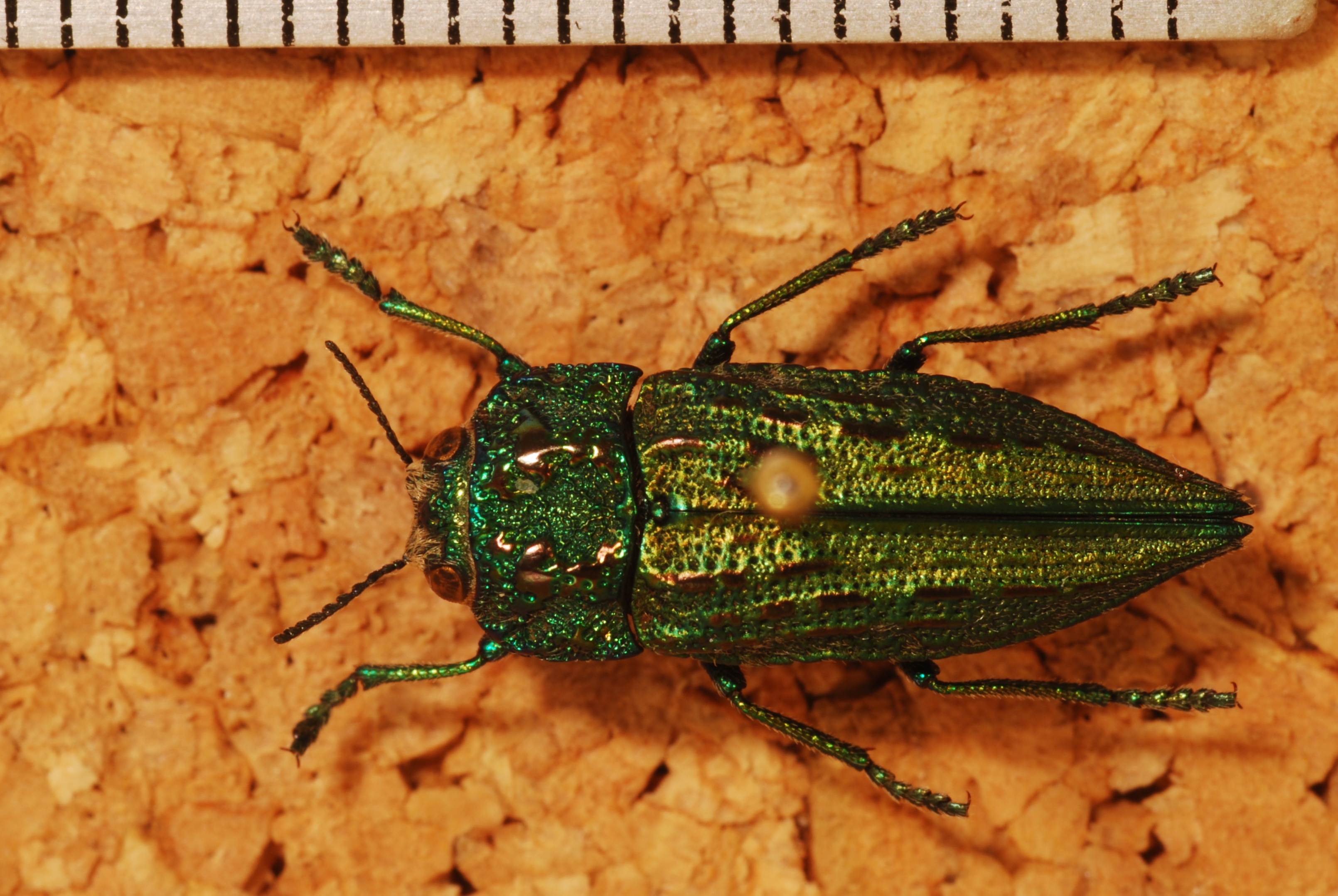 Jewel Beetle (Ectinogonia speciosa) (8230289984).jpg