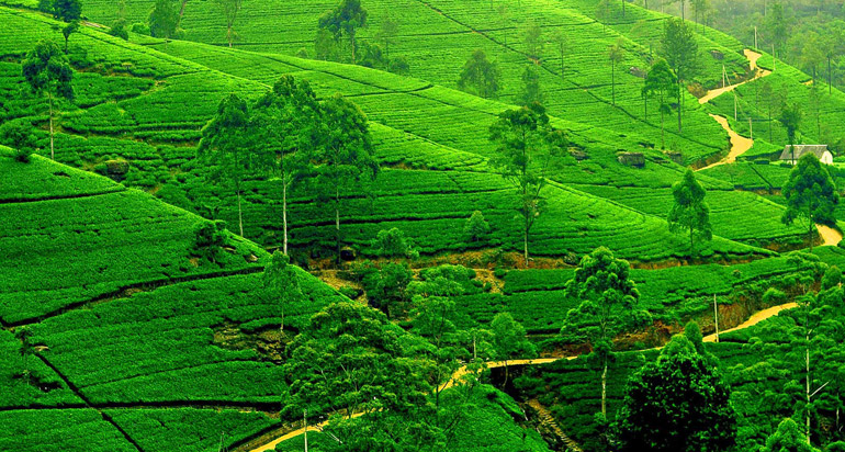 File:Kangra Tea Garden Is The Best Visit Place Of Dharamshala.jpg -  Wikimedia Commons