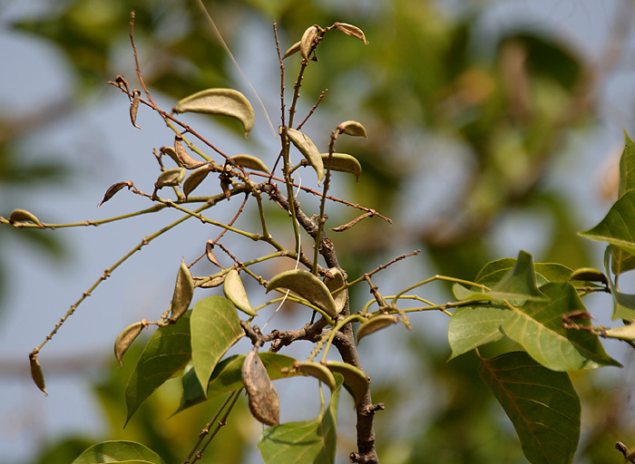 File:Karanj (Pongamia pinnata) fruits in Hyderabad, AP W IMG 6662.jpg