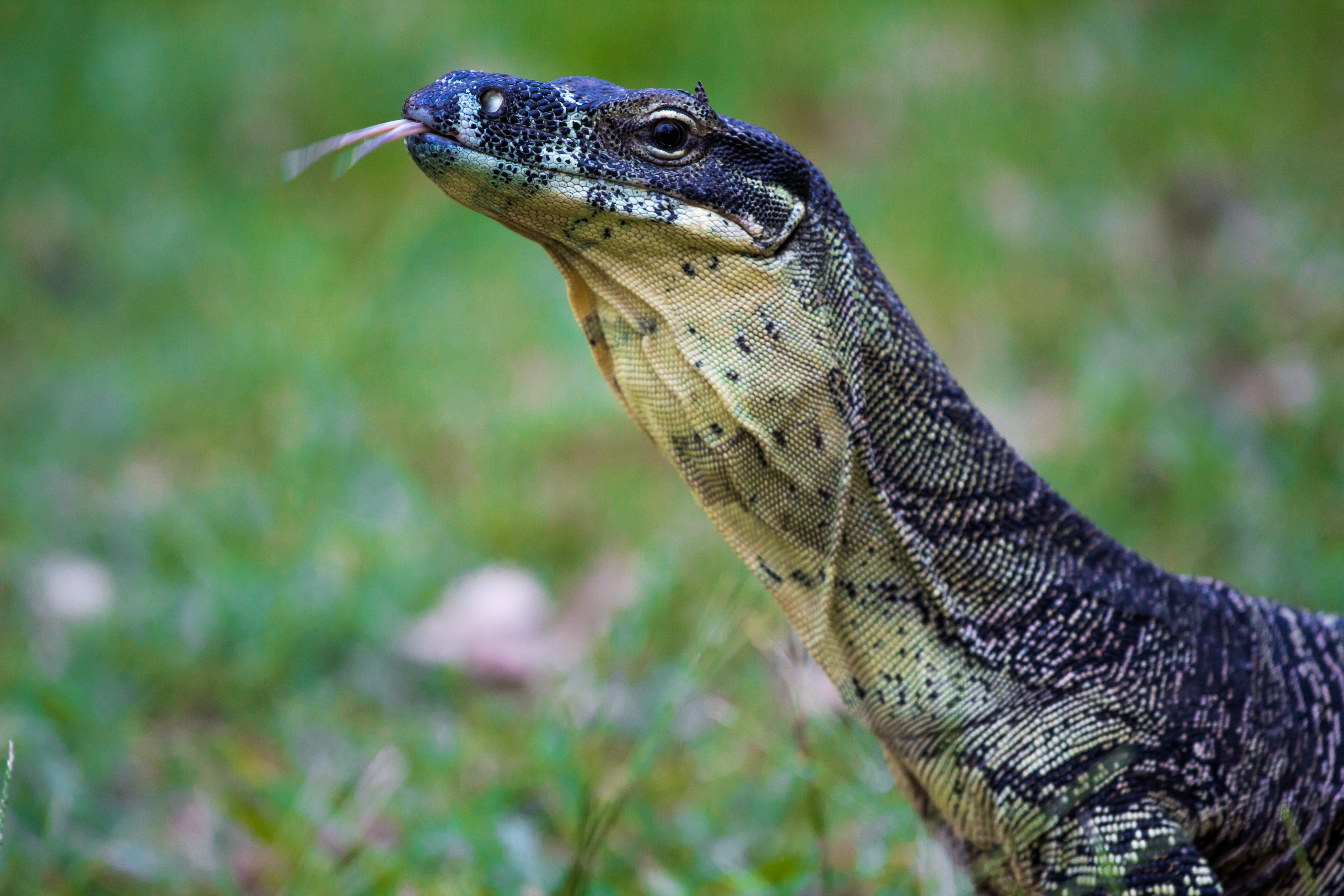 amphibious lizards