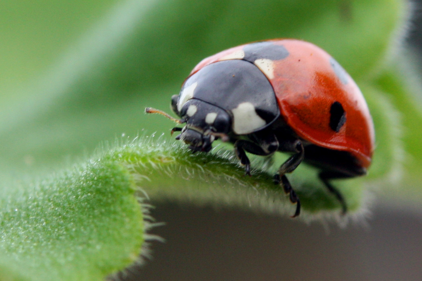 tom-clark-ladybug