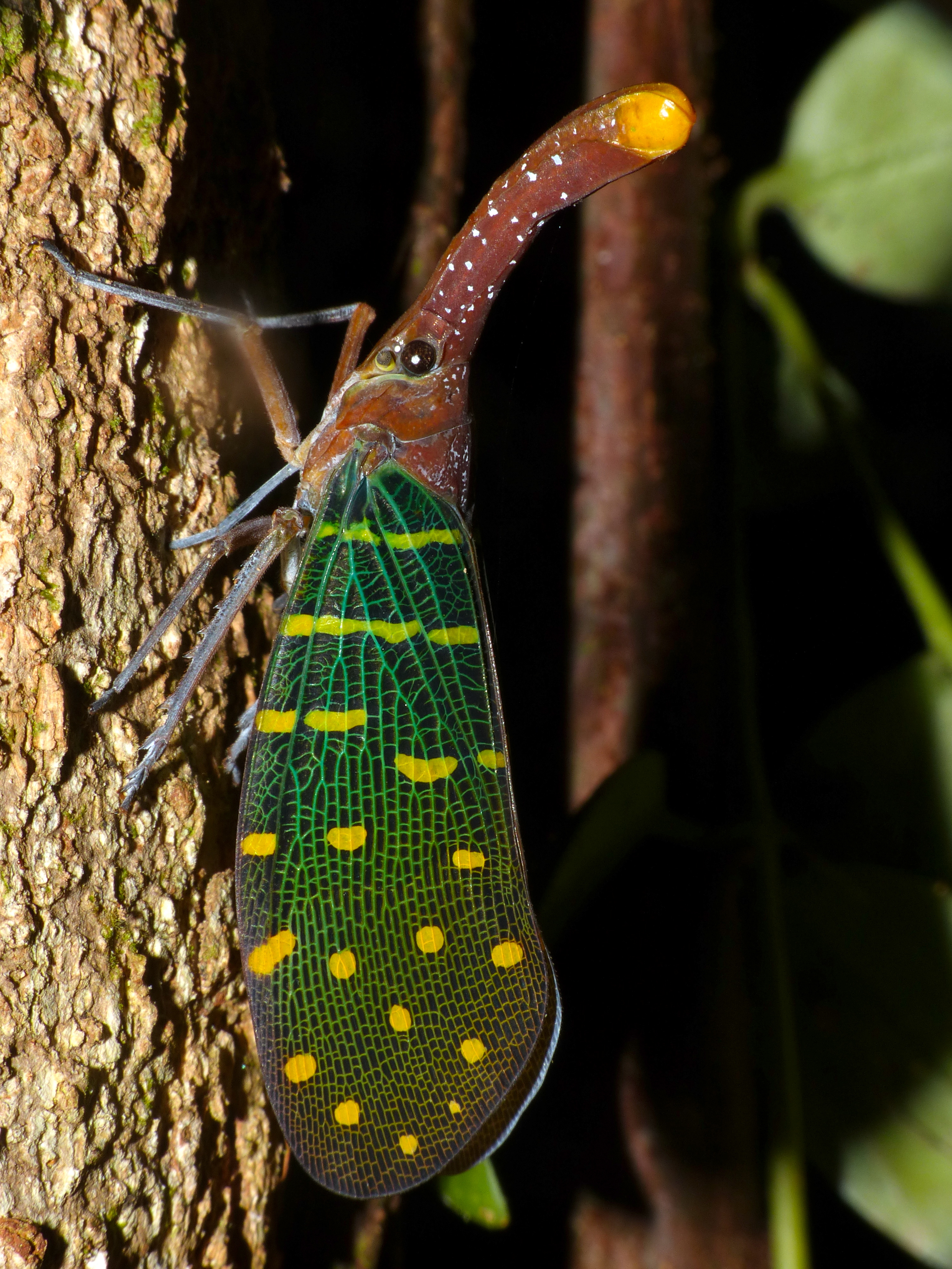 Lantern Bug (Laternaria intricata) (15378357800).jpg