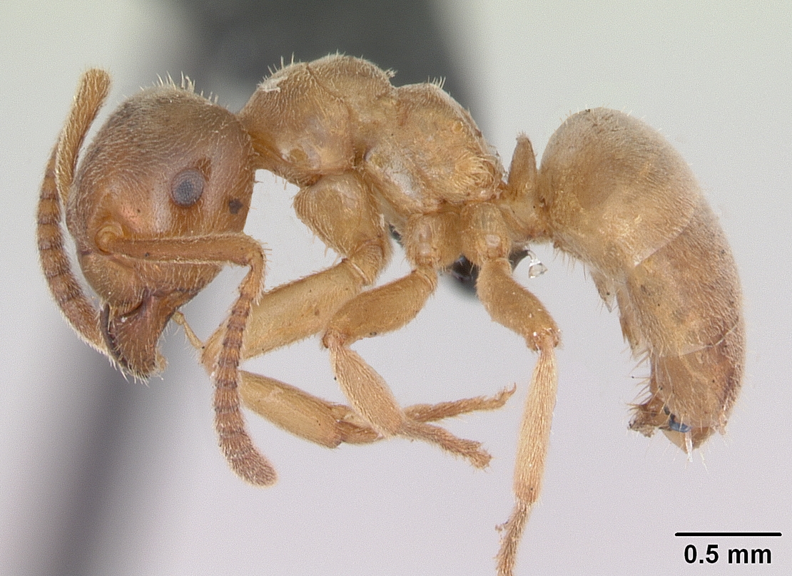 Lasius (Chthonolasius) mixtus - Wikispecies