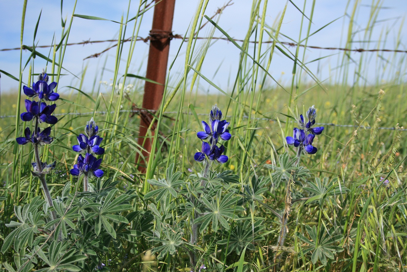 Люпин кроликам. Lupinus pilosus.